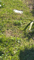 Selenicereus undatus