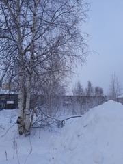 Betula pendula