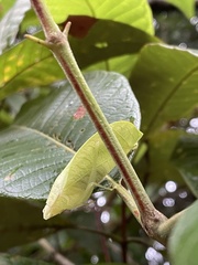 Tettigoniidea