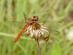 Sympetrum gilvum