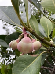 Clusiaceae