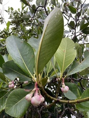 Clusiaceae