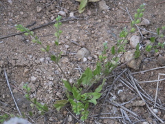 Bothriospermum zeylanicum