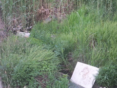 Beckmannia syzigachne