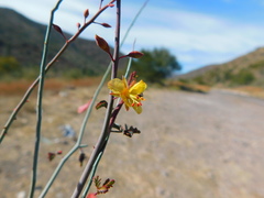 Hoffmannseggia intricata