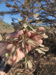 Crescentia alata