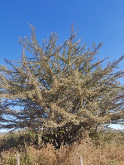 Crescentia alata