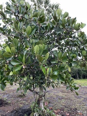 Clusiaceae