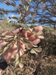 Crescentia alata