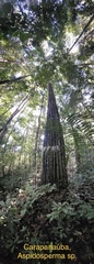Aspidosperma carapanauba