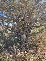 Crescentia alata