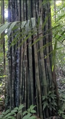 Aspidosperma carapanauba