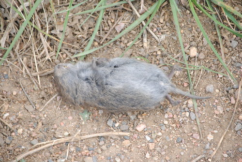 Microtus drummondii