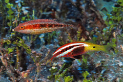 Oxycheilinus bimaculatus