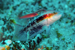 Oxycheilinus bimaculatus