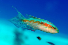 Oxycheilinus bimaculatus