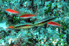 Oxycheilinus bimaculatus