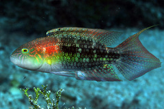 Oxycheilinus bimaculatus