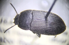 Blapstinus