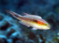 Oxycheilinus bimaculatus