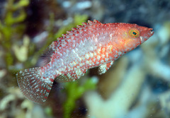 Oxycheilinus bimaculatus