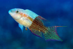 Oxycheilinus bimaculatus