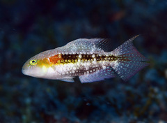 Oxycheilinus bimaculatus