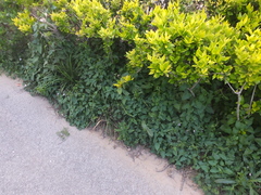 Calystegia hederacea
