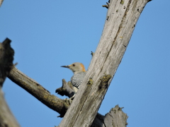 Melanerpes aurifrons