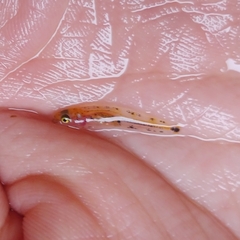 Chaenogobius gulosus
