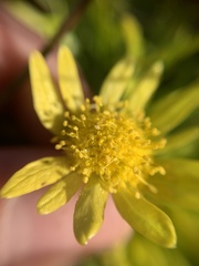 Sanicula arctopoides