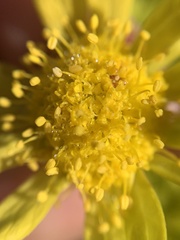 Sanicula arctopoides