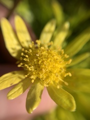 Sanicula arctopoides