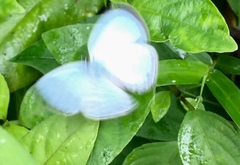 Jamides celeno aelianus