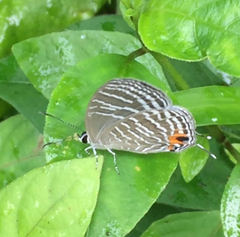 Jamides celeno aelianus