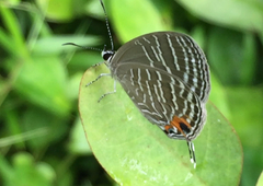 Jamides celeno aelianus