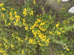 Genista