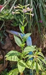 Nicotiana tabacum