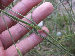 Alopecurus japonicus