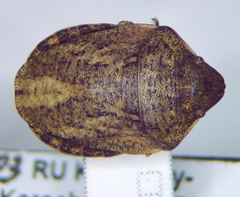 Eurygaster maura