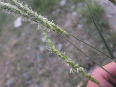 Alopecurus japonicus