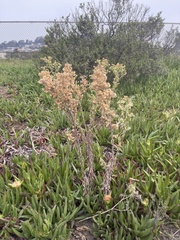 Erigeron sumatrensis
