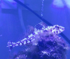 Pseudoblennius cottoides