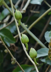 Ipomoea alba