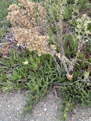 Erigeron sumatrensis