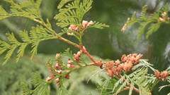 Thuja