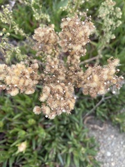 Erigeron sumatrensis