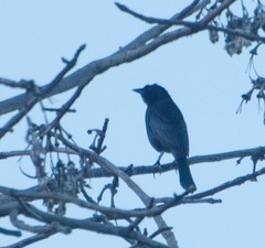 Molothrus bonariensis