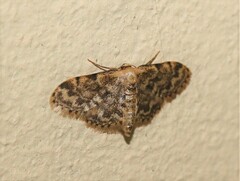 Idaea inquinata
