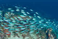Pterocaesio tessellata